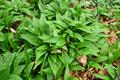  buckrams, wild garlic, broad-leaved garlic, wood garlic, bear leek, or bear's garlic